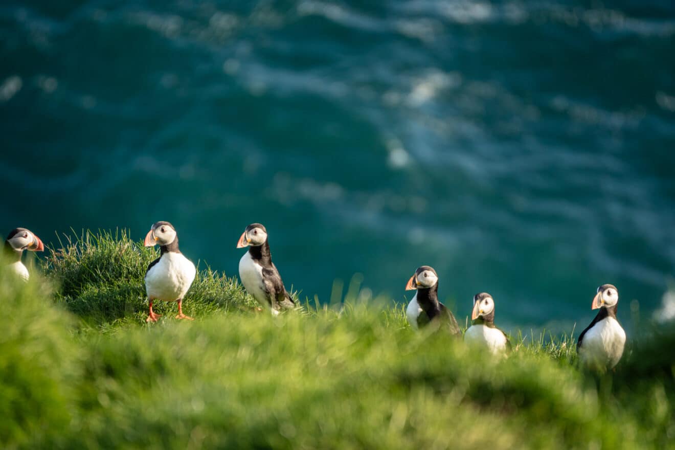 Islas Vestman En Islandia Gu A Mapa Donde Ver Frailecillos